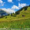 Swiss Insurance Asset Investment Distribution Swiss Insurance Asset Investment Distribution 2021